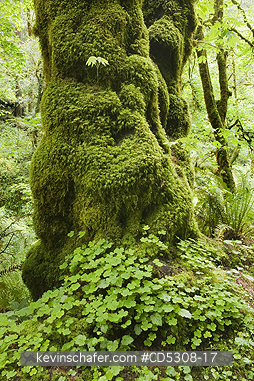 OREGON, TREES: Bigleaf Maple (Acer macrophyllum) Seedling grows on mossy trunk, Cascade Mountains, Oregon