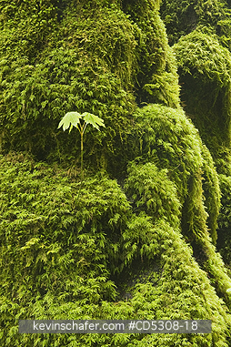 OREGON, TREES: Bigleaf Maple (Acer macrophyllum) Seedling grows on mossy trunk, Cascade Mountains, Oregon