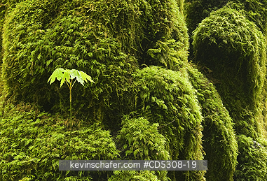 OREGON, TREES: Bigleaf Maple (Acer macrophyllum) Seedling grows on mossy trunk, Cascade Mountains, Oregon