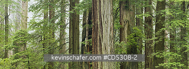 CALIFORNIA, REDWOOD TREES: Redwood Forest Panorama, Redwood National Park, California