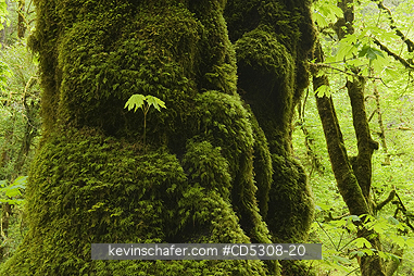 OREGON, TREES: Bigleaf Maple (Acer macrophyllum) Seedling grows on mossy trunk, Cascade Mountains, Oregon