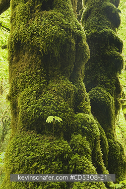 OREGON, TREES: Bigleaf Maple (Acer macrophyllum) Seedling grows on mossy trunk, Cascade Mountains, Oregon