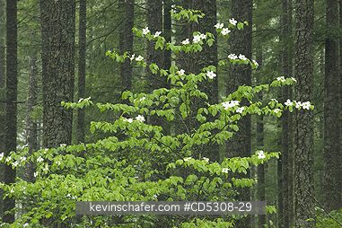 WASHINGTON, RAINFORESTS: Pacific Dogwood (Cornus nuttalli) Wind River Valley,  Gifford Pinchot National Forest, Temperate rainforest, Washington USA - MAY