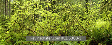 CALIFORNIA, TREES: Vine Maples in Redwood Forest Panorama, Redwood National Park, California