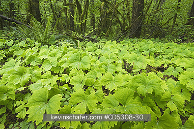 WASHINGTON, RAINFOREST: Vanillaleaf or Deers Foot (Achlys triphylla), Gifford Pinchot National Forest, Temperate rainforest, Washington USA - MAY