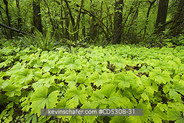 WASHINGTON, RAINFORESTS: Vanillaleaf or Deers Foot (Achlys triphylla), Gifford Pinchot National Forest, Temperate rainforest, Washington USA - MAY