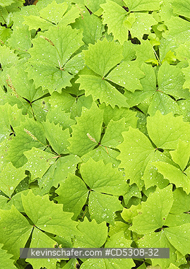 PLANTS, RAINFOREST: Vanillaleaf or Deers Foot (Achlys triphylla), Gifford Pinchot National Forest, Temperate rainforest, Washington USA - MAY