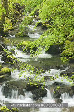 WASHINGTON, RIVERS: Small forest stream, Wind River Valley,  Gifford Pinchot National Forest, Temperate rainforest, Washington USA - MAY