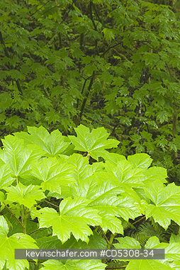 RAINFORESTS, PLANTS: Vanillaleaf or Deers Foot (Achlys triphylla), Gifford Pinchot National Forest, Temperate rainforest, Washington USA - MAY