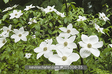 FLOWERS, DOGWOOD: Pacific Dogwood (Cornus nuttalli) Flowers, Gifford Pinchot National Forest, Washington USA, May