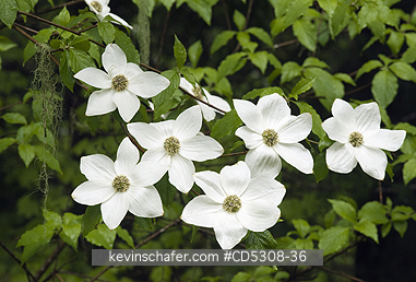 FLOWERS, DOGWOOD: Pacific Dogwood (Cornus nuttalli) Flowers, Gifford Pinchot National Forest, Washington USA, May