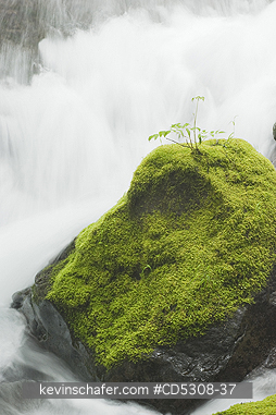 WASHINGTON, CREEKS: Stream Detail, Panther Creek, Gifford Pinchot National Forest, Washington USA, May