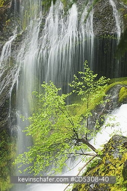 WASHINGTON, WATERFALLS: Young Alder tree alongside Panther Creek Falls, Evergreen Forest, Gifford Pinchot National Forest, Washington USA - MAY
