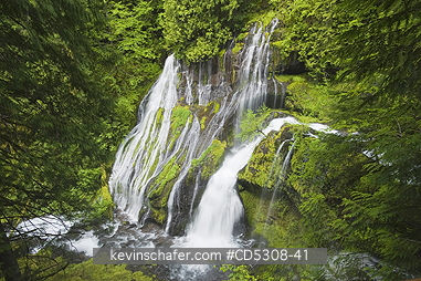 WASHINGTON, WATERFALLS: Young Alder tree alongside Panther Creek Falls, Evergreen Forest, Gifford Pinchot National Forest, Washington USA - MAY