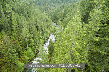 WASHINGTON, RIVERS: Evergreen Forest, Wind River Gorge, Gifford Pinchot National Forest, Washington USA