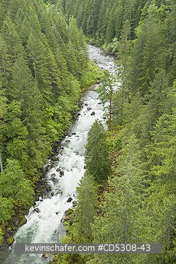 WASHINGTON, RIVERS: Evergreen Forest, Wind River Gorge, Gifford Pinchot National Forest, Washington USA