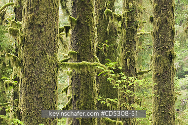 CALIFORNIA, TREES: Temperate Rainforest, Sitka Spruces, Redwood National Park, California