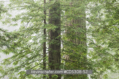 CALIFORNIA, REDWOODS: Redwood Forest, Redwood National Park, California