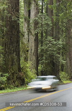 CALIFORNIA, ROADS: Car travels fast along Drury Parkway through Redwood National Park, California