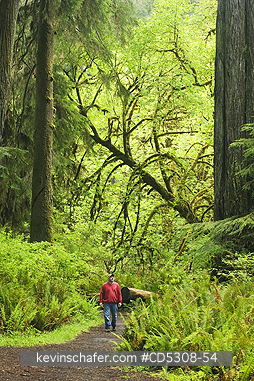 CALIFORNIA, REDWOODS: Hiker,  Redwood National Park, California