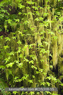 CALIFORNIA, RAINFORESTS: Rainforest detail, Redwood National Park, California