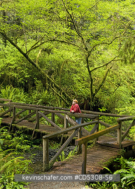 CALIFORNIA, REDWOODS: Hiker on Wooden Bridge, Redwood National Park, California
