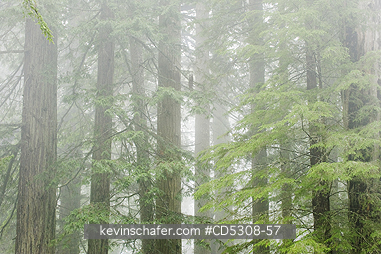 CALIFORNIA, REDWOODS: Fog in Redwood National Park, California