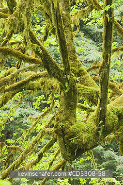 CALIFORNIA, TREES: Mossy Bigleaf Maple, Redwood National Park, California