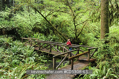 CALIFORNIA, REDWOODS: Man on wooden bridge, Redwood National Park, California