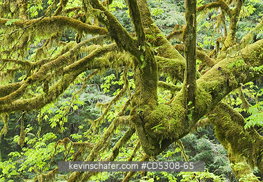 CALIFORNIA, TREES: Mossy forest interior, Redwood National park, California
