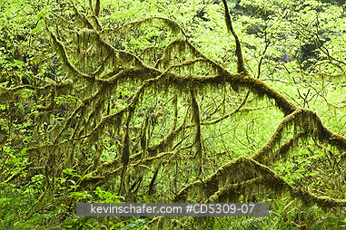 TREES, MAPLE, CALIFORNIA: Vine Maple (Acer circinatum) Redwood National park, California USA