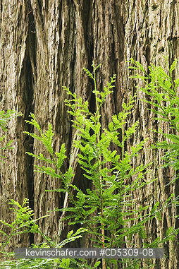 REDWOODS, CALIFORNIA: Coast Redwood (Sequoia sempervirens) seedling and giant trunk, Redwood National Park, California USA