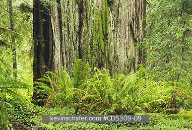 REDWOODS, CALIFORNIA: Coast Redwood (Sequoia sempervirens) massive trunk and sword ferns, Redwood National Park, California USA