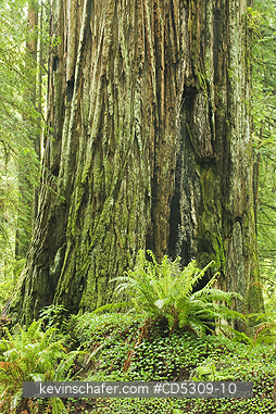 REDWOODS, CALIFORNIA: Coast Redwood (Sequoia sempervirens) massive trunk and sword ferns, Redwood National Park, California USA