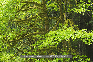 TREES, MAPLE, CALIFORNIA: Bigleaf Maple (Acer macrophyllum) Redwood National Park, California USA