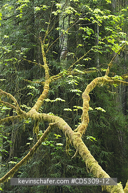 TREES, MAPLE, CALIFORNIA: Bigleaf Maple (Acer macrophyllum) Redwood National Park, California USA