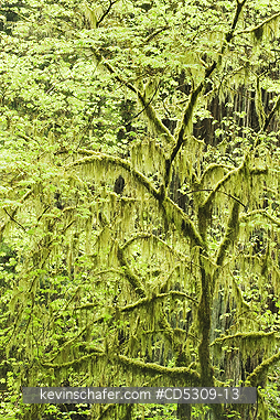 TREES, MAPLE, CALIFORNIA: Vine Maple (Acer circinatum) Spring, Redwood National Park, California