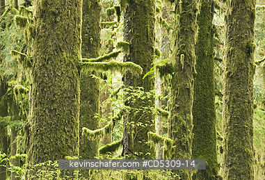 TREES, SPRUCE, CALIFORNIA: Sitka Spruces (Picea sitchensis) Redwood National Park, California, USA