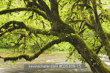 TREES, MAPLE, OREGON: Bigleaf Maple (Acer macrophyllum) Mellicoma River, Oregon  MAY