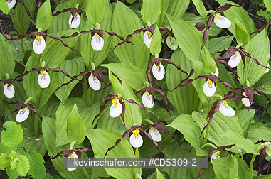 ORCHIDS, MOUNTAIN LADYSLIPPER: Mountain Ladyslipper Orchid (Cypripedium montanum) WILD, Methow Valley, Washington RARE