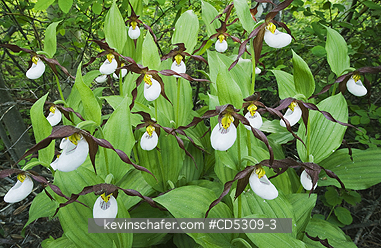 ORCHIDS, MOUNTAIN LADYSLIPPER: Mountain Ladyslipper Orchid (Cypripedium montanum) WILD, Methow Valley, Washington RARE
