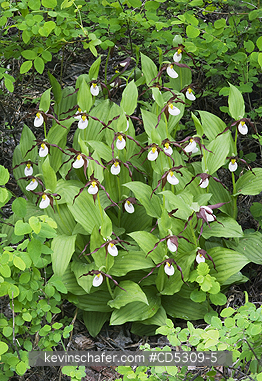 ORCHIDS, MOUNTAIN LADYSLIPPER: Mountain Ladyslipper Orchid (Cypripedium montanum) WILD, Methow Valley, Washington