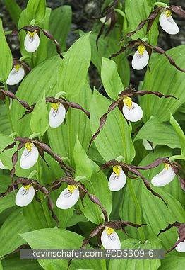 ORCHIDS, MOUNTAIN LADYSLIPPER: Mountain Ladyslipper Orchid (Cypripedium montanum) WILD, Methow Valley, Washington