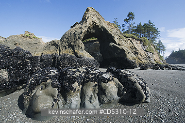 WASHINGTON, COAST: Natural Arch and Seastack, Tunnel Island,  Quinault Indian Reservation, Washington, Pacific Coast USA