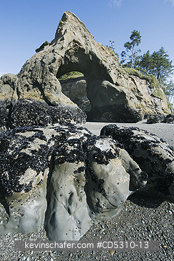 WASHINGTON, COAST: Natural Arch and Seastack, Tunnel Island,  Quinault Indian Reservation, Washington, Pacific Coast USA