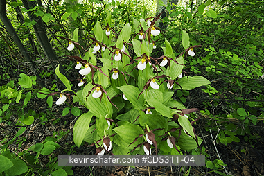 FLOWERS, LADYSLIPPER: Mountain Ladyslipper Orchids (Cypripedium montanum) WILD, Methow Valley, Washington, JUNE