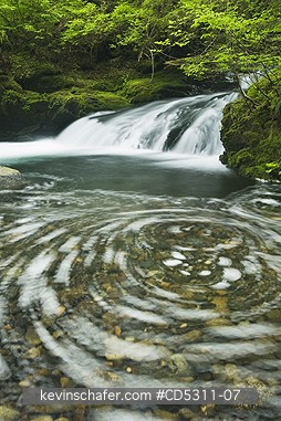 WASHINGTON, CREEKS: Foam swirls in small creek, Mt. Baker National Forest, Cascade Mountains, Washington