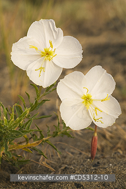 FLOWERS, PRIMROSE: White-stemmed Evening Primrose (Oenothera pallida) Columbia Plateau, Washington State USA