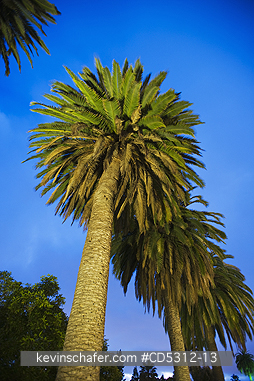 CALIFORNIA, PALM TREE: Palm Trees at dusk, Oakland, California USA