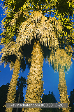 CALIFORNIA, PALM TREE: Palm Trees at night with streetlights, Oakland, California USA